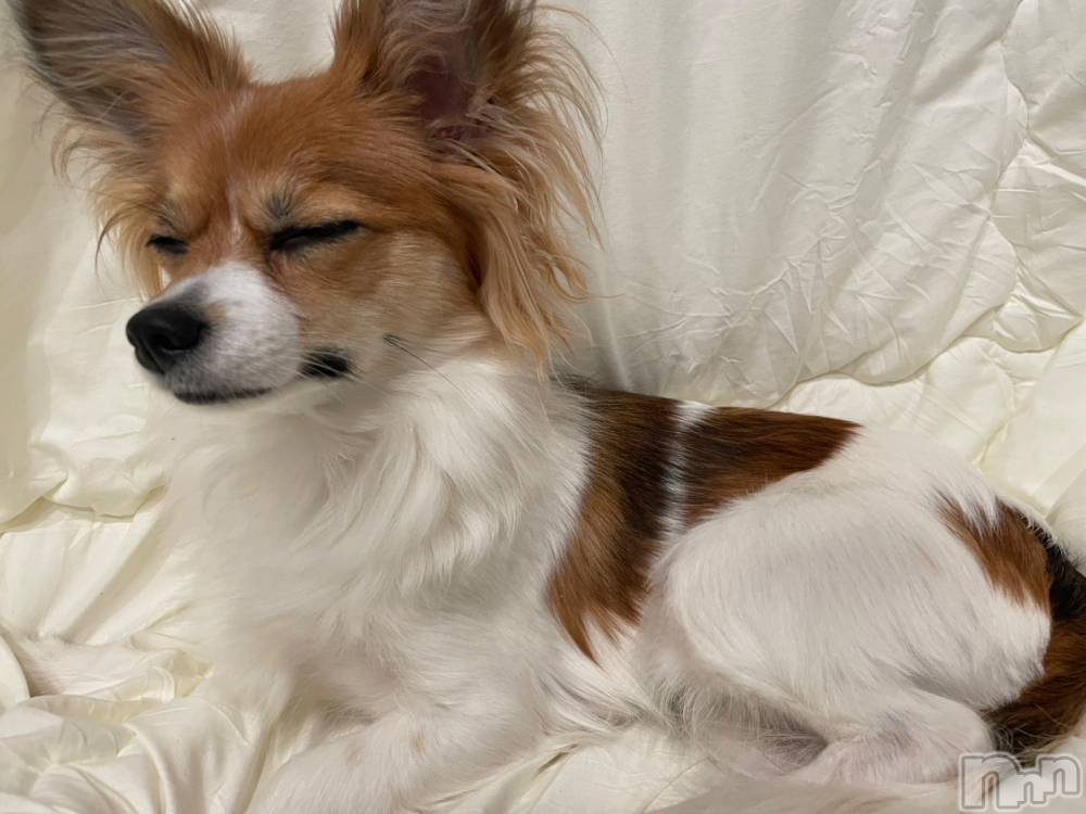 ��ˬ����Х��顦����֥���� �ץ���� ��ˬ(����� �ץ���� ����) �շ� �ꤪ��3��21���̥�֥�����⚡️��