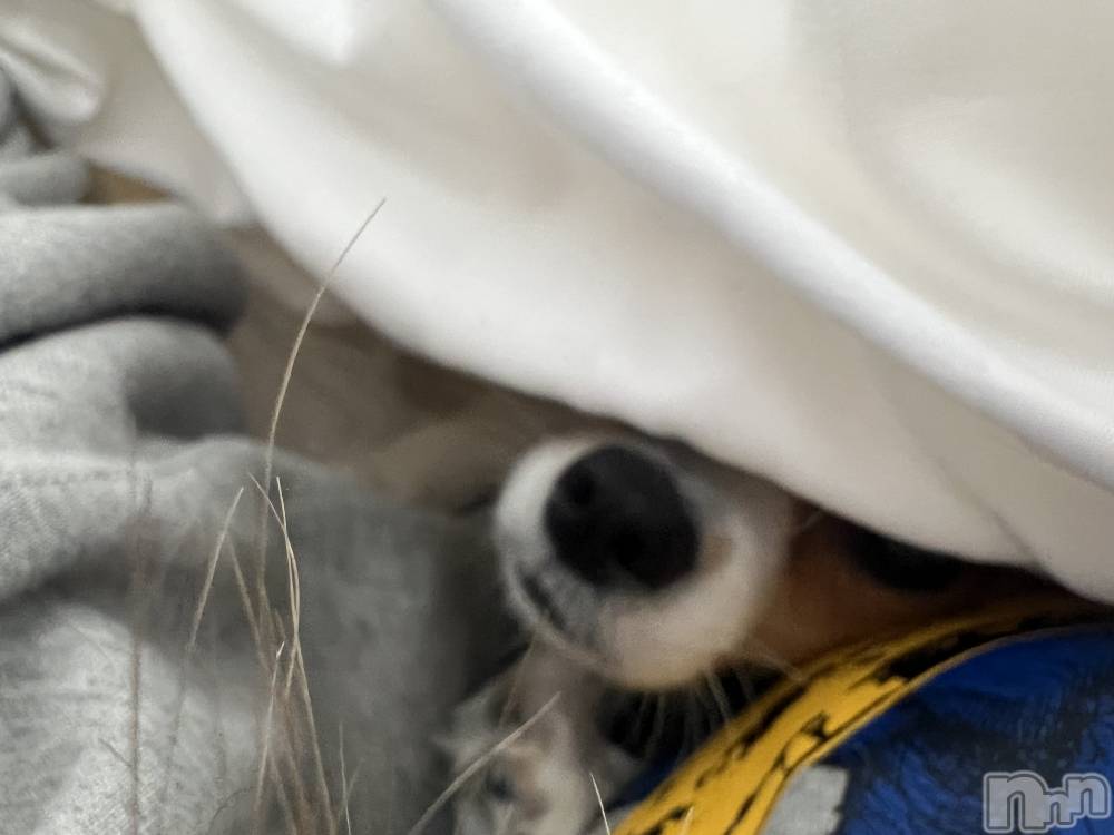 ��ˬ����Х��顦����֥���� �ץ���� ��ˬ(����� �ץ���� ����) �շ� �ꤪ��3��22���̥�֥�����🩵��