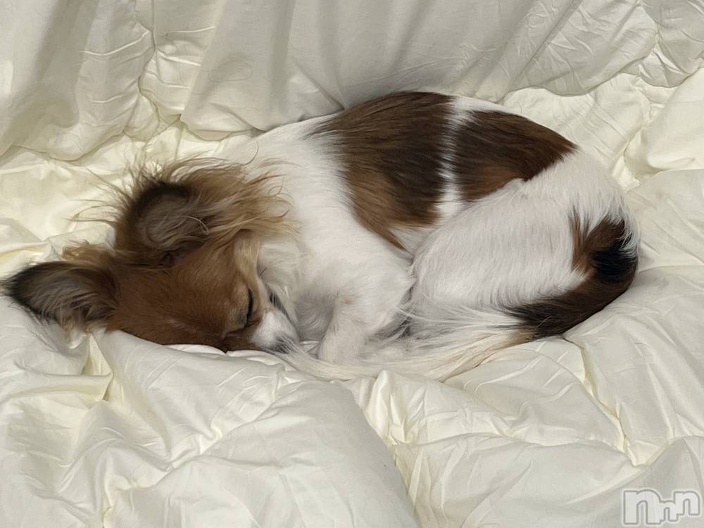 ��ˬ����Х��顦����֥���� �ץ���� ��ˬ(����� �ץ���� ����) �շ� �ꤪ��3��27���̥�֥�����🍀��