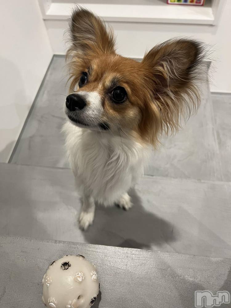 ��ˬ����Х��顦����֥���� �ץ���� ��ˬ(����� �ץ���� ����) �շ� �ꤪ��4��7���̥�֥�����🌸��