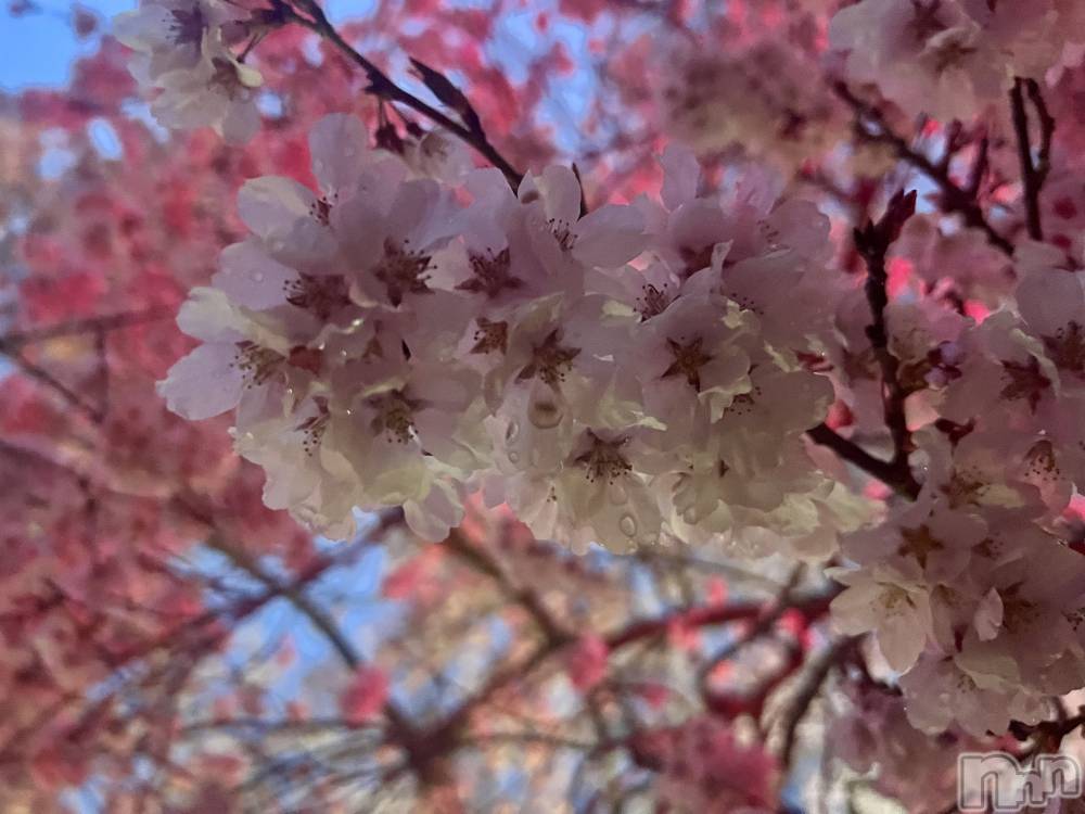 ��ˬ����Х��顦����֥���� �ץ���� ��ˬ(����� �ץ���� ����) �շ� �ꤪ��4��16���̥�֥�����💋��