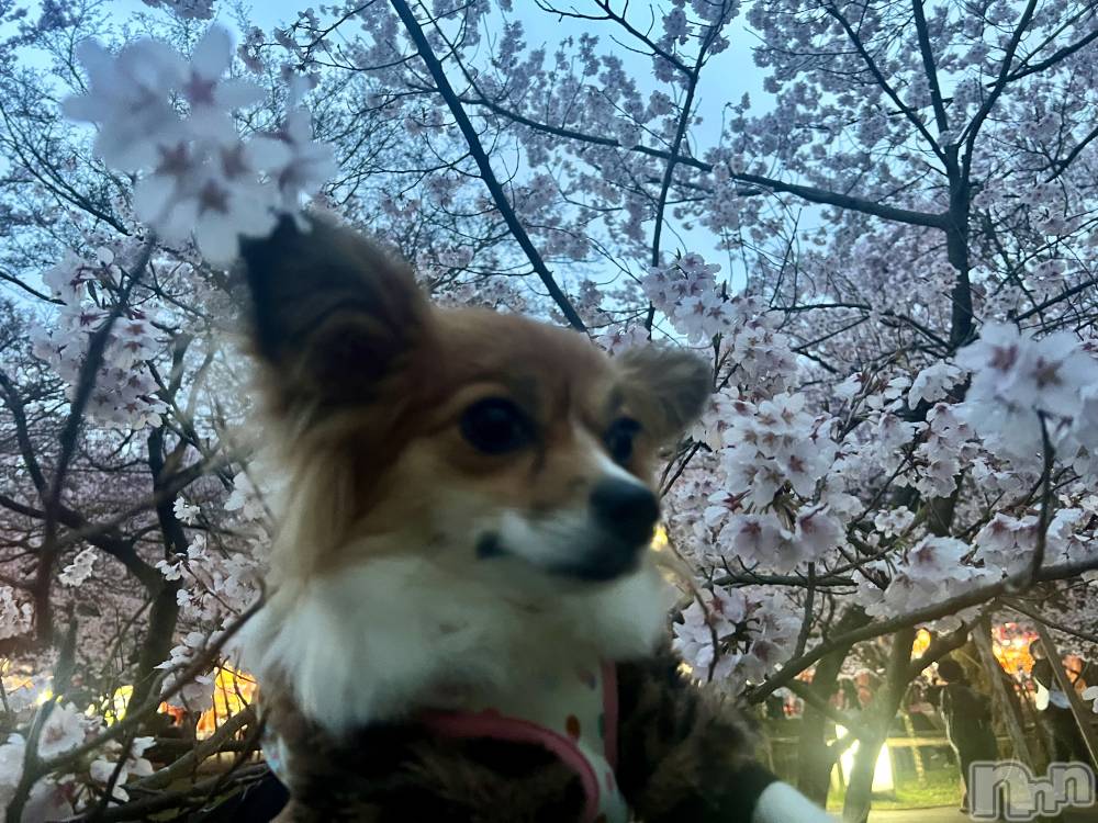 ��ˬ����Х��顦����֥���� �ץ���� ��ˬ(����� �ץ���� ����) �շ� �ꤪ��4��17���̥�֥�����🐼��