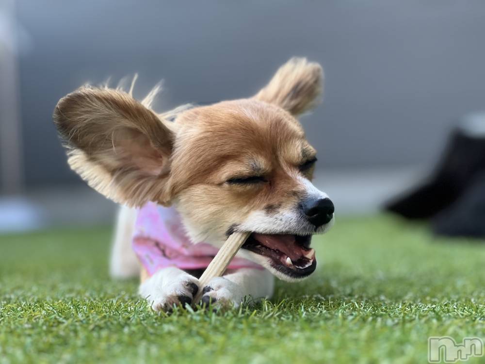 ��ˬ����Х��顦����֥���� �ץ���� ��ˬ(����� �ץ���� ����) �շ� �ꤪ��4��28���̥�֥�����🫵��