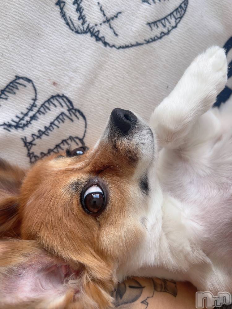 ��ˬ����Х��顦����֥���� �ץ���� ��ˬ(����� �ץ���� ����) �շ� �ꤪ��5��3���̥�֥�����🌺��