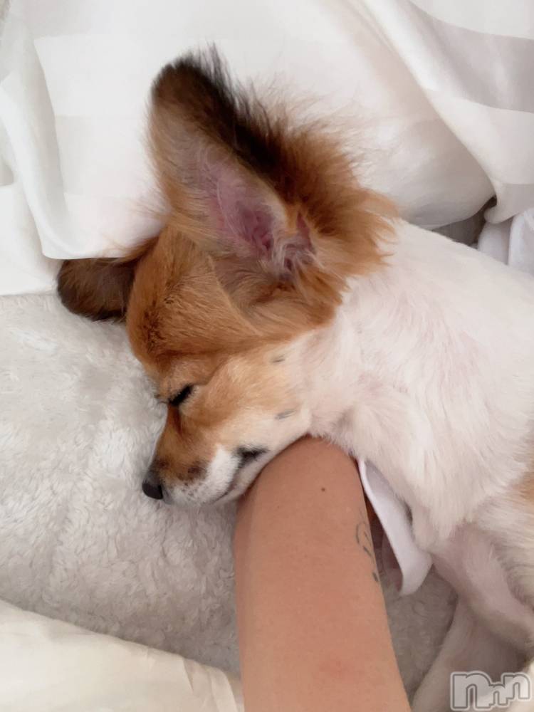 ��ˬ����Х��顦����֥���� �ץ���� ��ˬ(����� �ץ���� ����) �շ� �ꤪ��5��3���̥�֥�����💋��