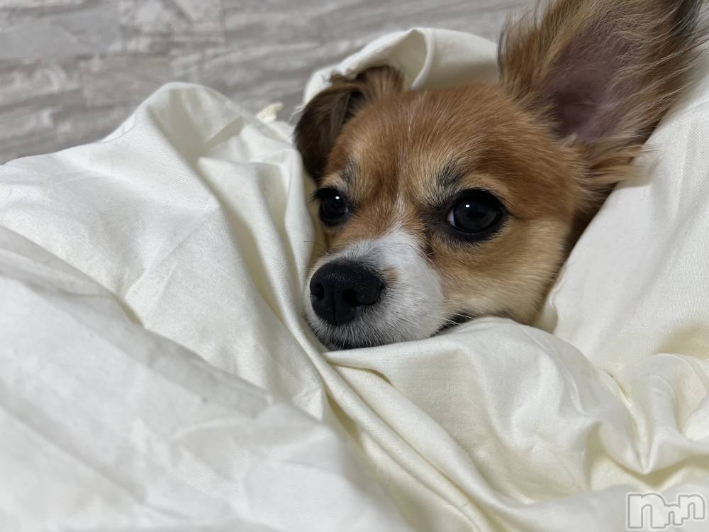 ��ˬ����Х��顦����֥���� �ץ���� ��ˬ(����� �ץ���� ����) �շ� �ꤪ��6��13���̥�֥�����🦋��