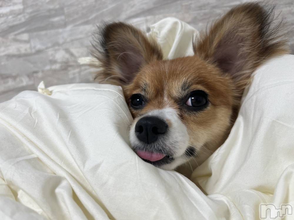 ��ˬ����Х��顦����֥���� �ץ���� ��ˬ(����� �ץ���� ����) �շ� �ꤪ��6��17���̥�֥�����🦋��