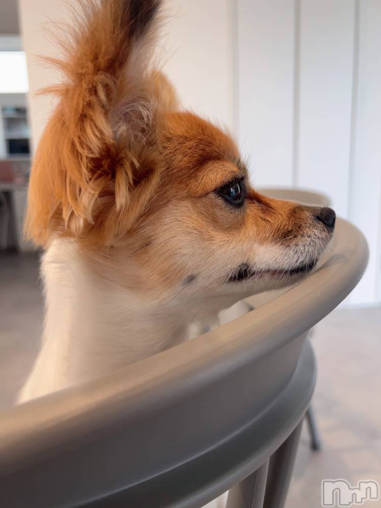 ��ˬ����Х��顦����֥���� �ץ���� ��ˬ(����� �ץ���� ����) �շ� �ꤪ��6��18���̥�֥�����🦋��