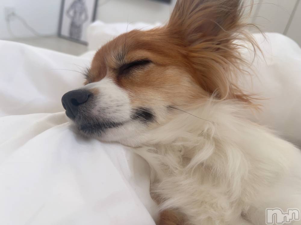 ��ˬ����Х��顦����֥���� �ץ���� ��ˬ(����� �ץ���� ����) �շ� �ꤪ��6��26���̥�֥�����💙��