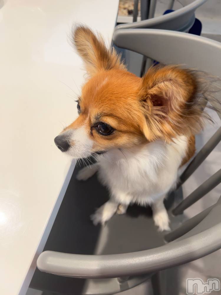 ��ˬ����Х��顦����֥���� �ץ���� ��ˬ(����� �ץ���� ����) �շ� �ꤪ��7��4���̥�֥�����👾��