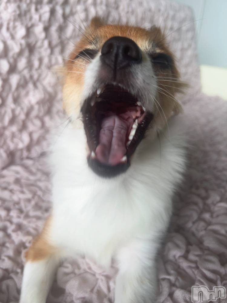 ��ˬ����Х��顦����֥���� �ץ���� ��ˬ(����� �ץ���� ����) �շ� �ꤪ��7��18���̥�֥�����💙��