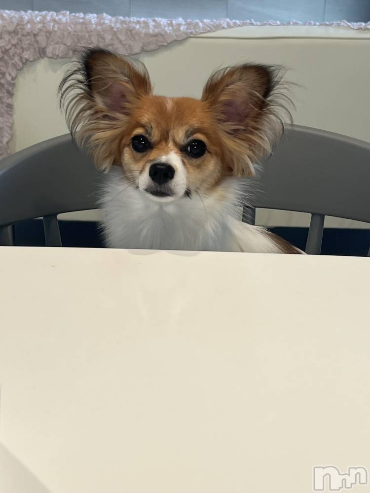 ��ˬ����Х��顦����֥���� �ץ���� ��ˬ(����� �ץ���� ����) �շ� �ꤪ��8��21���̥�֥�����🖤��