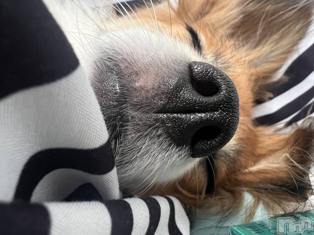 ��ˬ����Х��顦����֥���� �ץ���� ��ˬ(����� �ץ���� ����) �շ� �ꤪ��8��21���̥�֥�����💛��