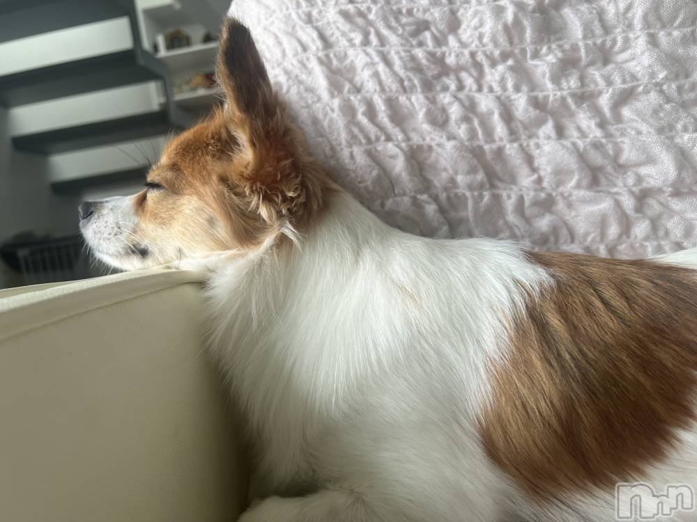 ��ˬ����Х��顦����֥���� �ץ���� ��ˬ(����� �ץ���� ����) �շ� �ꤪ��9��12���̥�֥�����🩷��