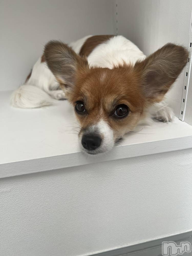 ��ˬ����Х��顦����֥���� �ץ���� ��ˬ(����� �ץ���� ����) �շ� �ꤪ��9��12���̥�֥�����🖤��