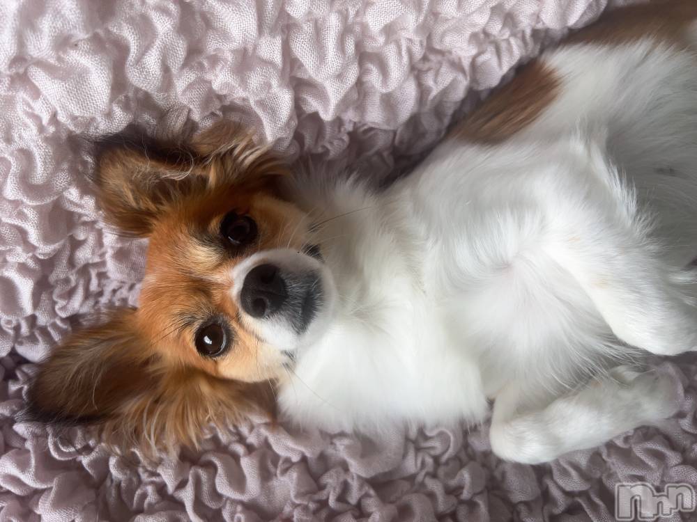 ��ˬ����Х��顦����֥���� �ץ���� ��ˬ(����� �ץ���� ����) �շ� �ꤪ��9��12���̥�֥�����💙��