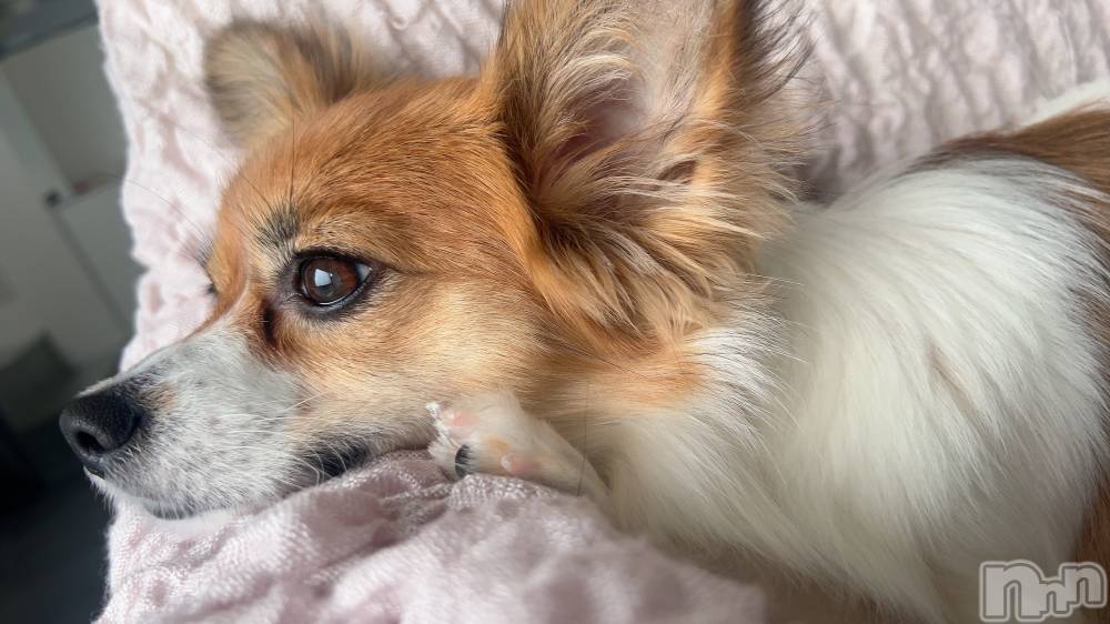 ��ˬ����Х��顦����֥���� �ץ���� ��ˬ(����� �ץ���� ����) �շ� �ꤪ��11��13���̥�֥�����☪️��