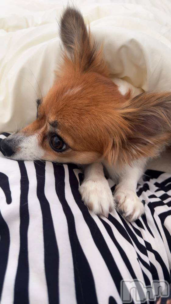 ��ˬ����Х��顦����֥���� �ץ���� ��ˬ(����� �ץ���� ����) �շ� �ꤪ��11��14���̥�֥�����🧡��