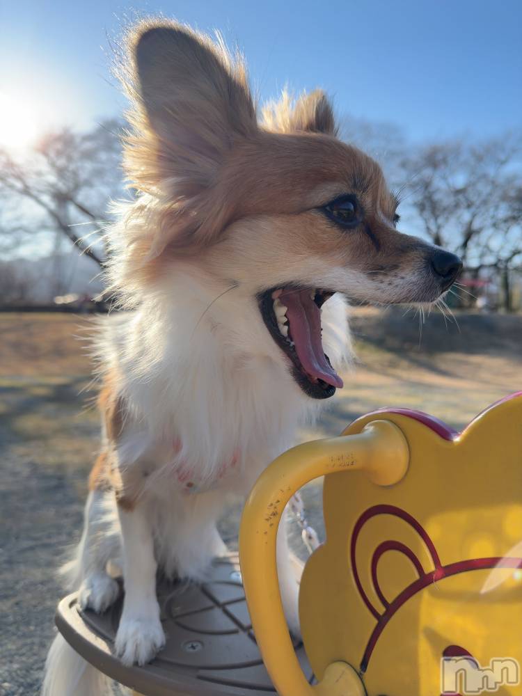 ��ˬ����Х��顦����֥���� �ץ���� ��ˬ(����� �ץ���� ����) �շ� �ꤪ��12��16���̥�֥�����💛��