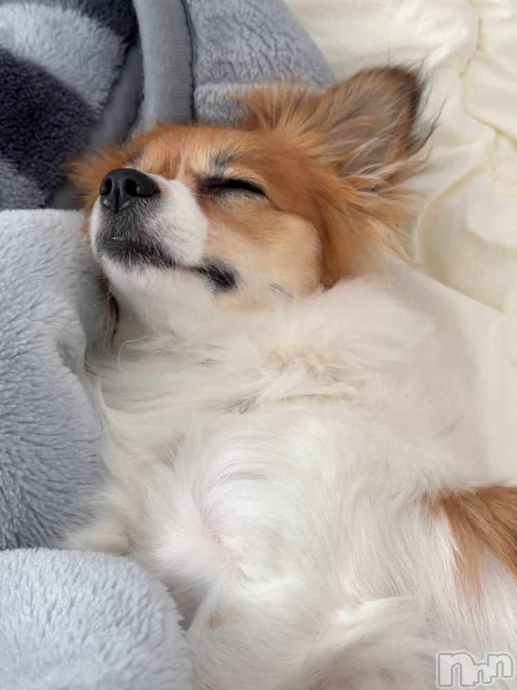 ��ˬ����Х��顦����֥���� �ץ���� ��ˬ(����� �ץ���� ����) �շ� �ꤪ��12��16���̥�֥�����💛��