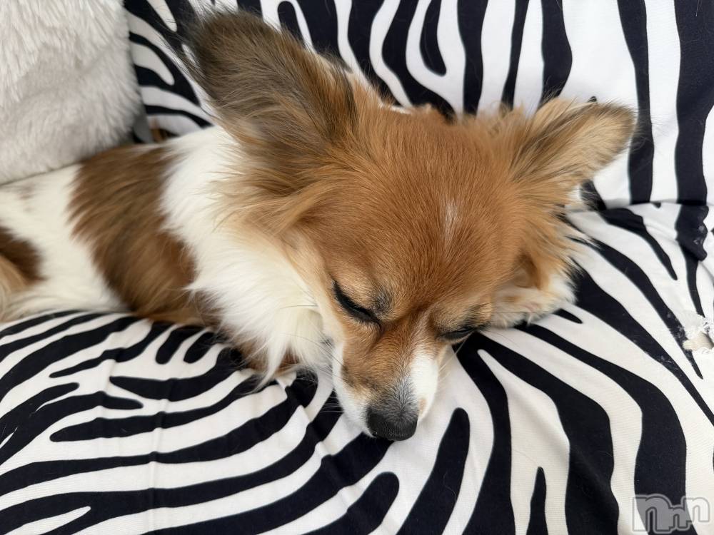 ��ˬ����Х��顦����֥���� �ץ���� ��ˬ(����� �ץ���� ����) �շ� �ꤪ��12��16���̥�֥�����🧡��