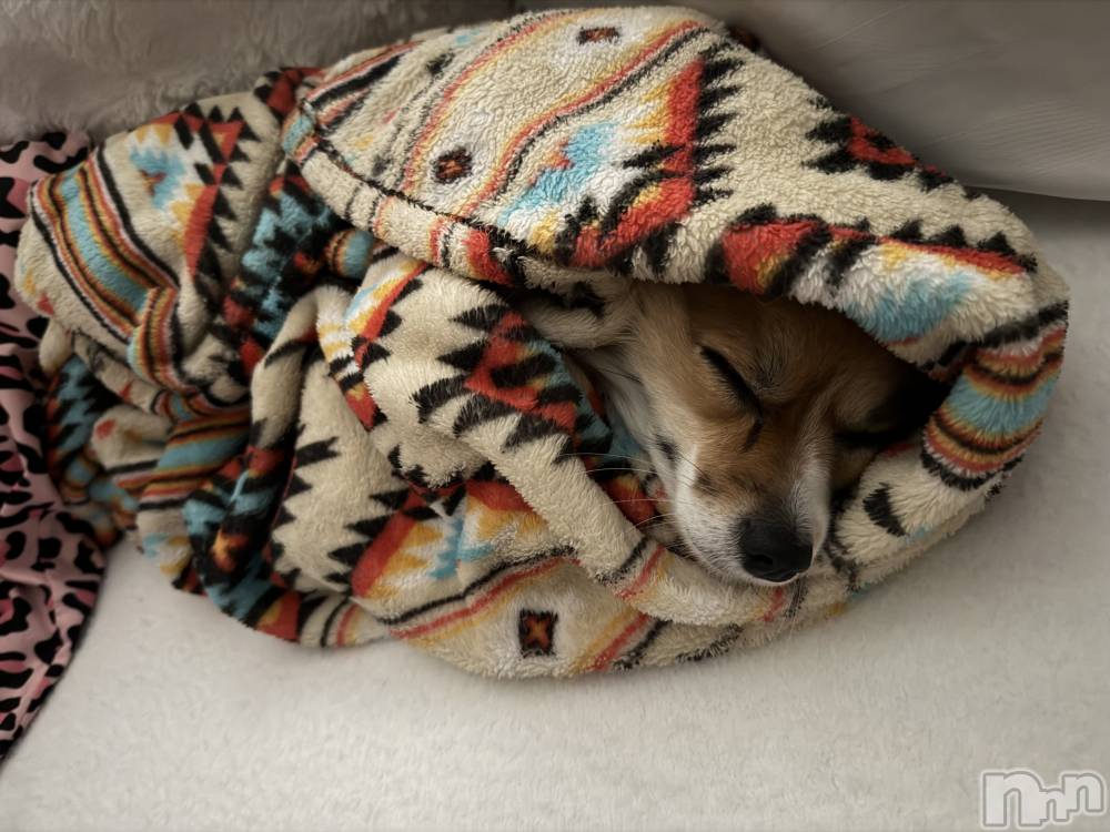 ��ˬ����Х��顦����֥���� �ץ���� ��ˬ(����� �ץ���� ����) �շ� �ꤪ��1��30���̥�֥�����💛��