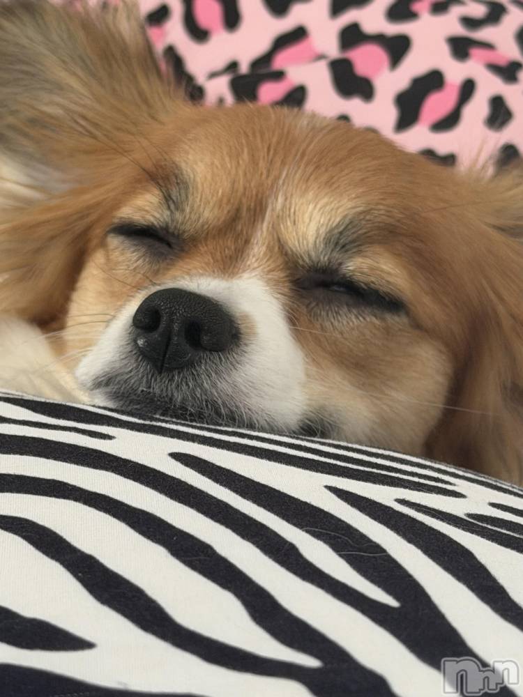 ��ˬ����Х��顦����֥���� �ץ���� ��ˬ(����� �ץ���� ����) �շ� �ꤪ��1��30���̥�֥�����💛��