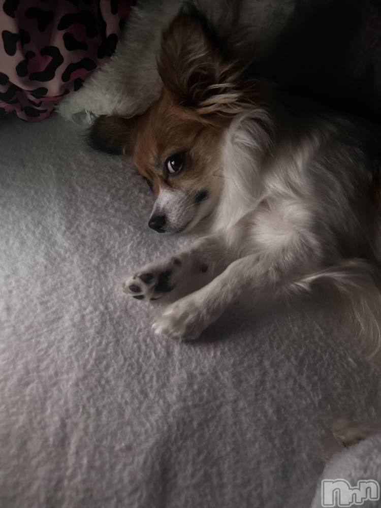 ��ˬ����Х��顦����֥���� �ץ���� ��ˬ(����� �ץ���� ����) �շ� �ꤪ��1��30���̥�֥�����💛��