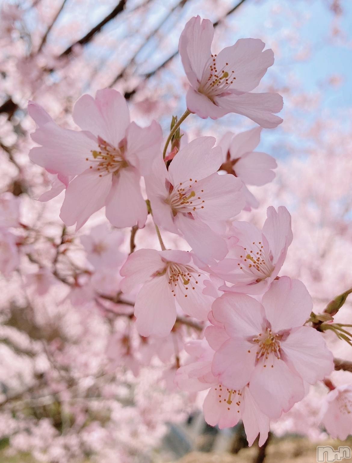 ��ˬ����Х��顦����֥���� �ץ���� ��ˬ(����� �ץ���� ����) ��2024ǯ5��1���̥�֥����֤Ϥ���ޤ���🍭��