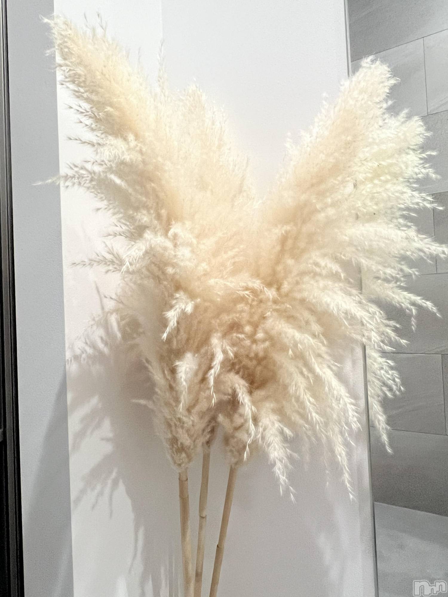 ��ˬ����Х��顦����֥���� �ץ���� ��ˬ(����� �ץ���� ����) ��2024ǯ6��5���̥�֥�����🍬��