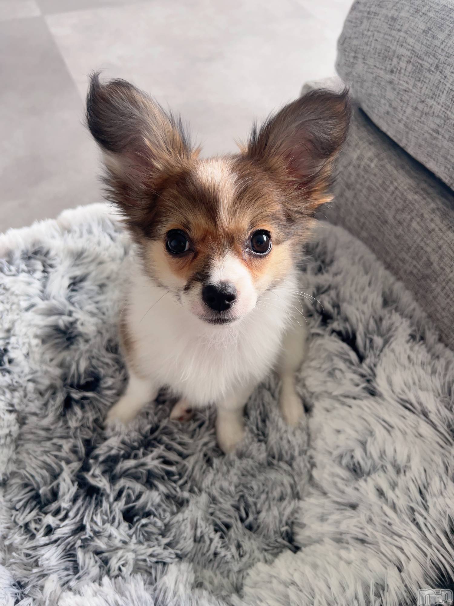 ��ˬ����Х��顦����֥���� �ץ���� ��ˬ(����� �ץ���� ����) ��2024ǯ6��15���̥�֥�����🍬��