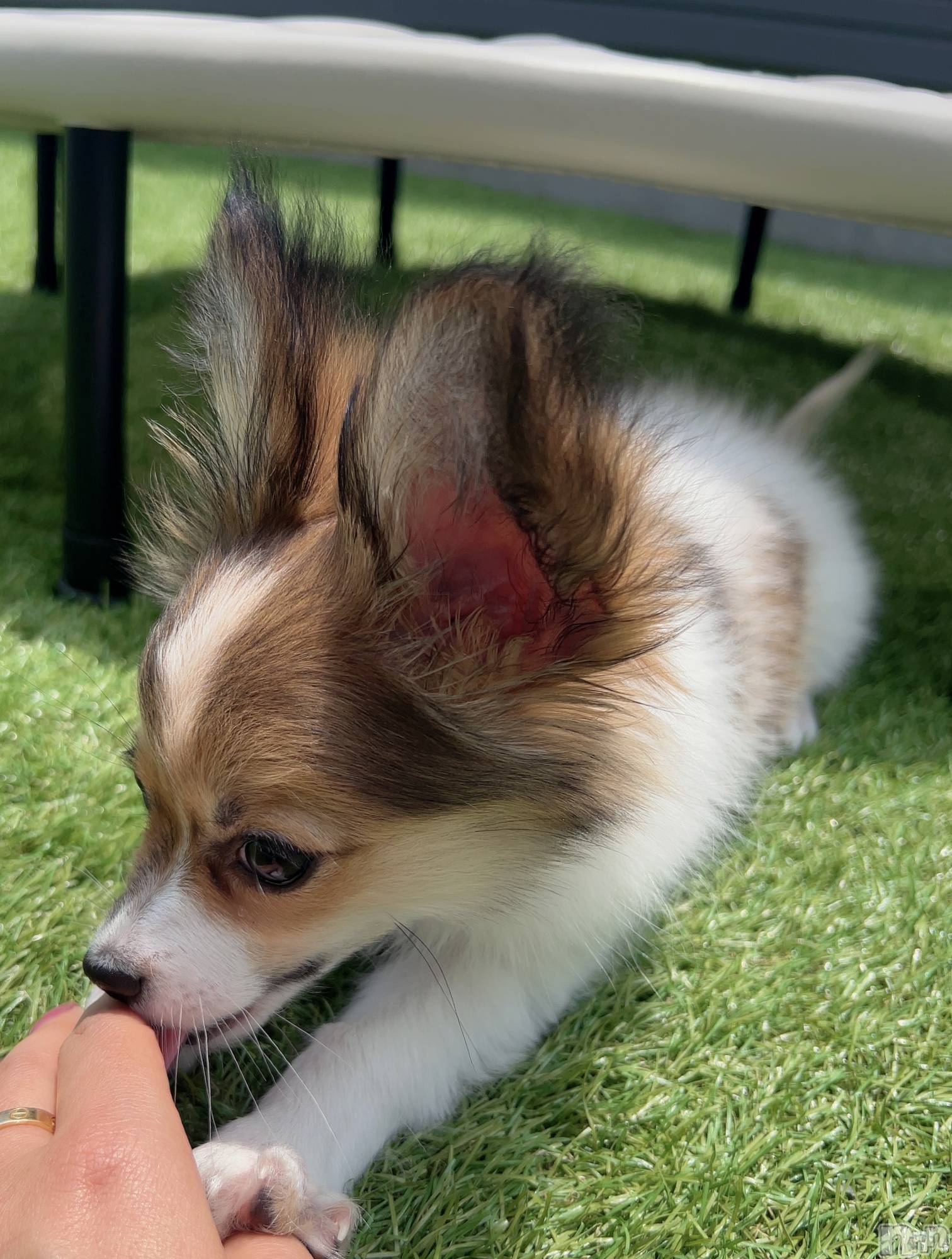 ��ˬ����Х��顦����֥���� �ץ���� ��ˬ(����� �ץ���� ����) ��2024ǯ7��5���̥�֥�����🍬��