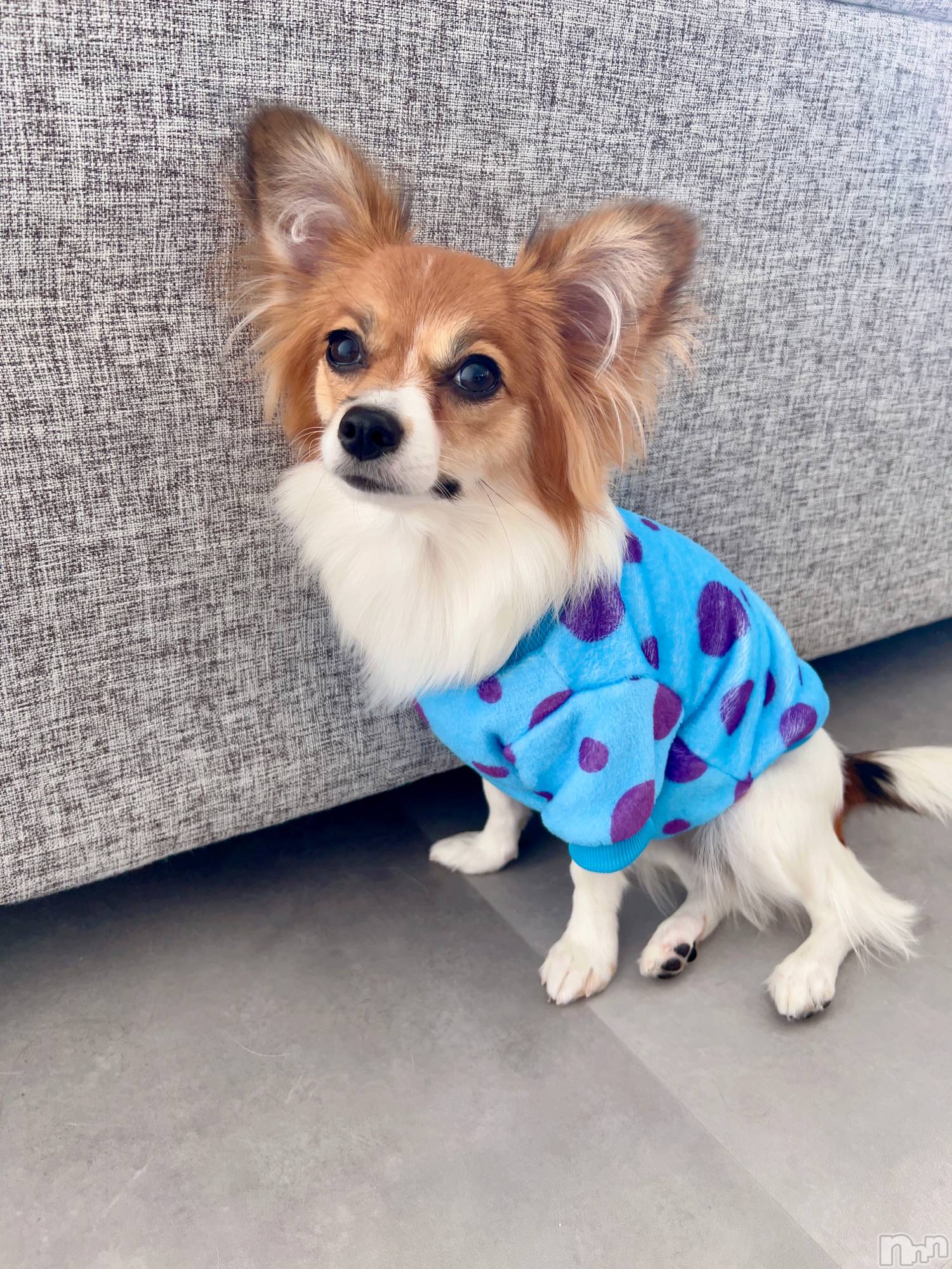 ��ˬ����Х��顦����֥���� �ץ���� ��ˬ(����� �ץ���� ����) ��2024ǯ11��16���̥�֥�����🍬��