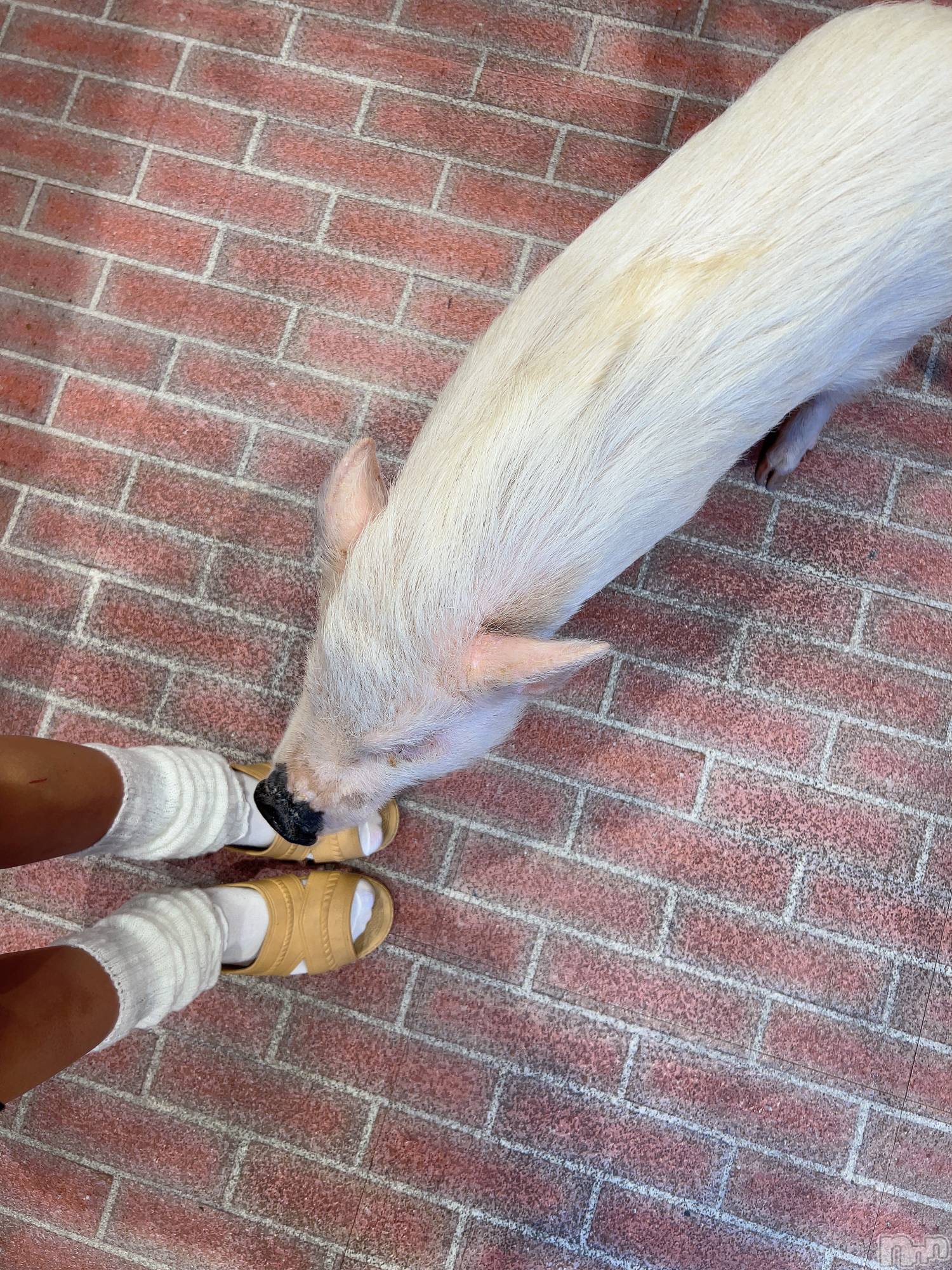 ��ˬ����Х��顦����֥���� �ץ���� ��ˬ(����� �ץ���� ����) ��2025ǯ1��21���̥�֥�����👱🏽‍��️��