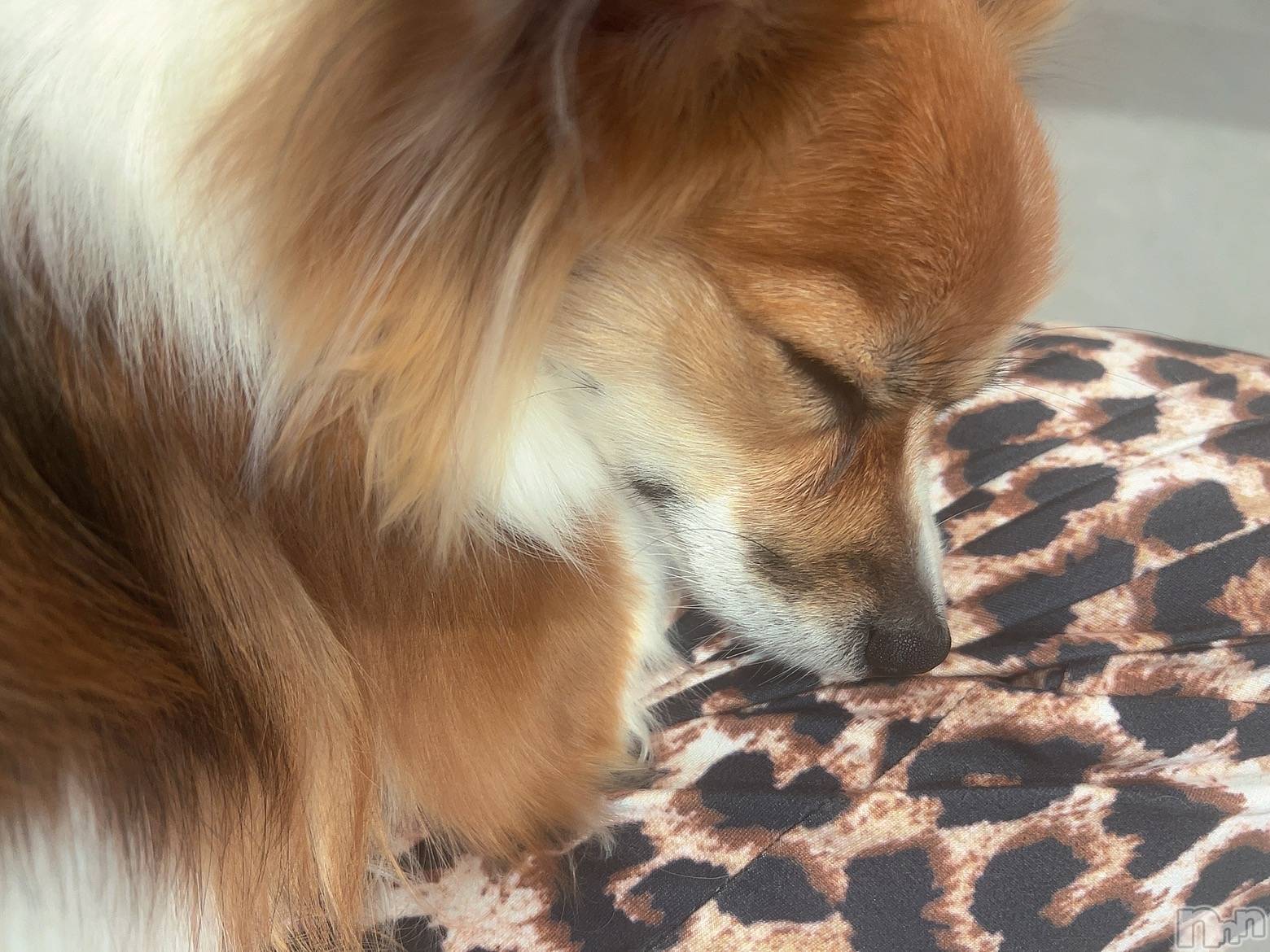 ��ˬ����Х��顦����֥���� �ץ���� ��ˬ(����� �ץ���� ����) ��2025ǯ1��24���̥�֥�����1��24�� 18��31ʬ�Υ֥�����