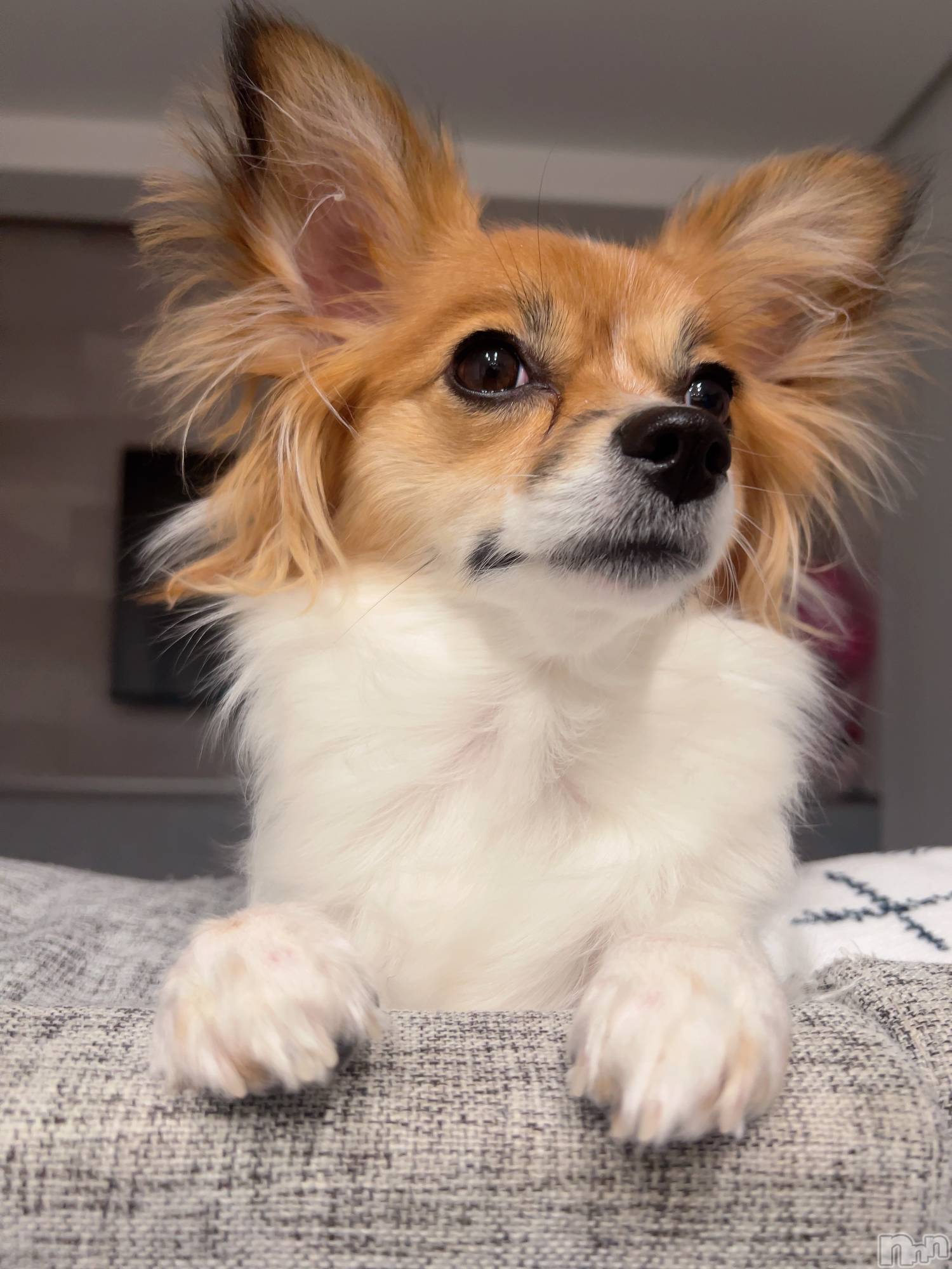 ��ˬ����Х��顦����֥���� �ץ���� ��ˬ(����� �ץ���� ����) ��2025ǯ2��7���̥�֥�����🫶🏽��