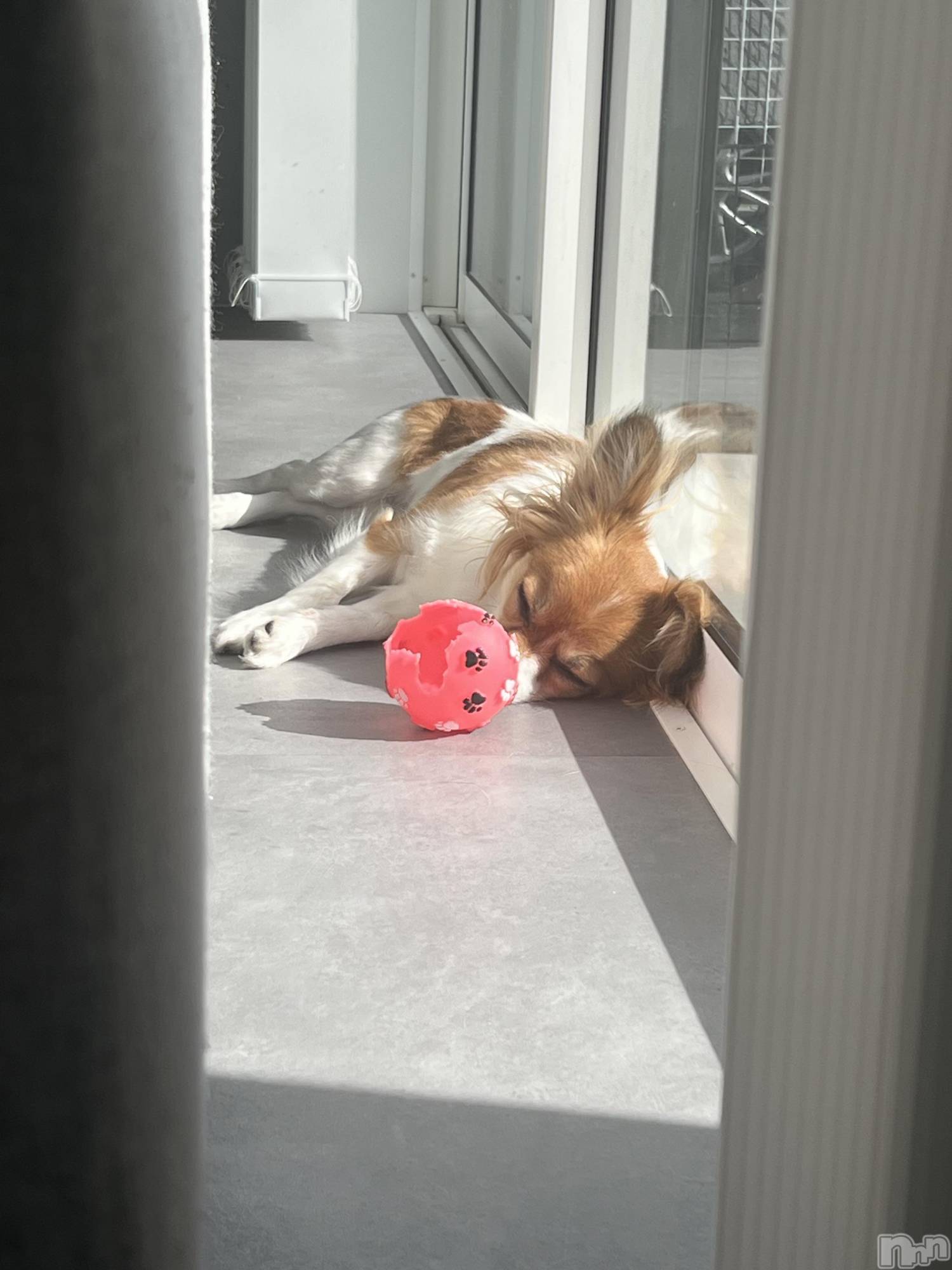 ��ˬ����Х��顦����֥���� �ץ���� ��ˬ(����� �ץ���� ����) ��2025ǯ2��22���̥�֥�����💙��