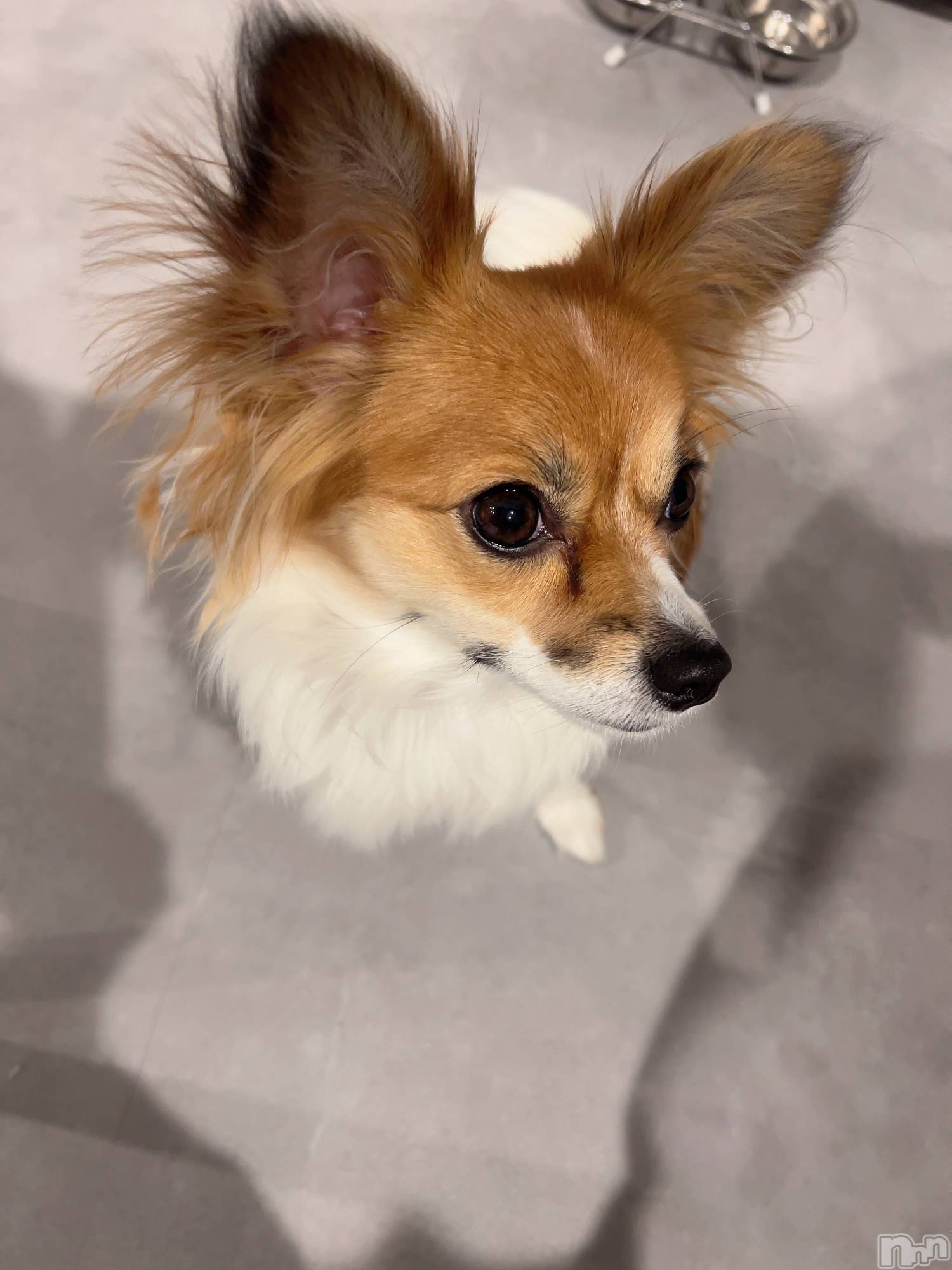 ��ˬ����Х��顦����֥���� �ץ���� ��ˬ(����� �ץ���� ����) ��2025ǯ2��25���̥�֥�����💚��