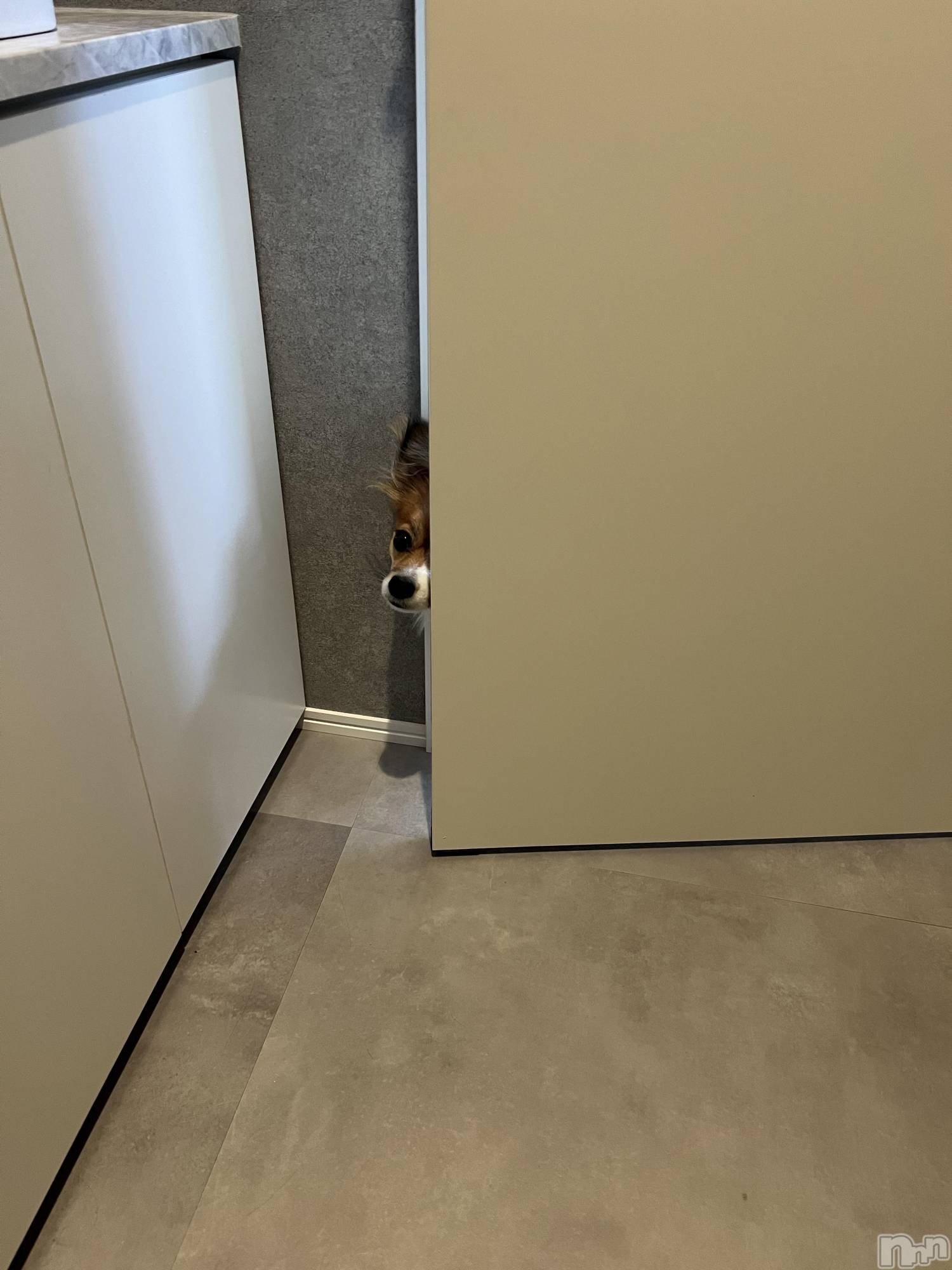 ��ˬ����Х��顦����֥���� �ץ���� ��ˬ(����� �ץ���� ����) ��2025ǯ3��14���̥�֥�����🌺��