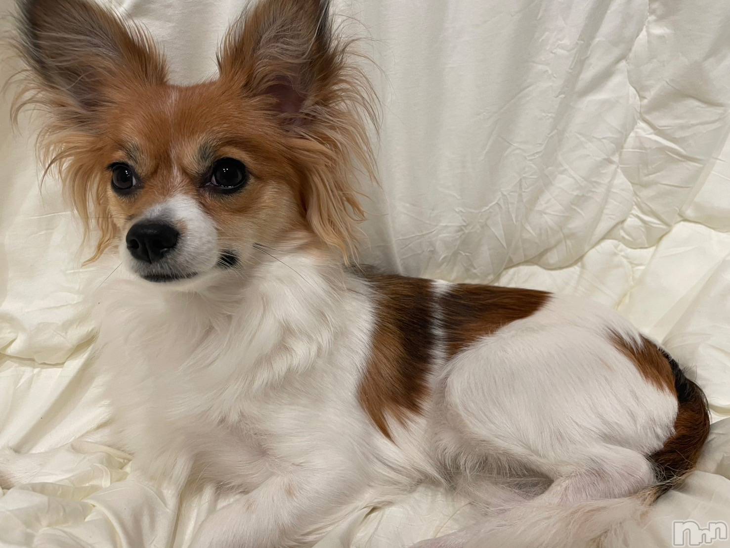 ��ˬ����Х��顦����֥���� �ץ���� ��ˬ(����� �ץ���� ����) ��2025ǯ3��21���̥�֥�����🍀��