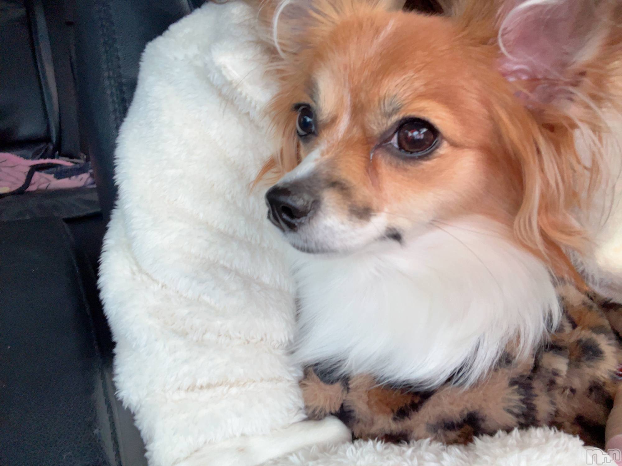 ��ˬ����Х��顦����֥���� �ץ���� ��ˬ(����� �ץ���� ����) ��2025ǯ3��21���̥�֥�����🍀��