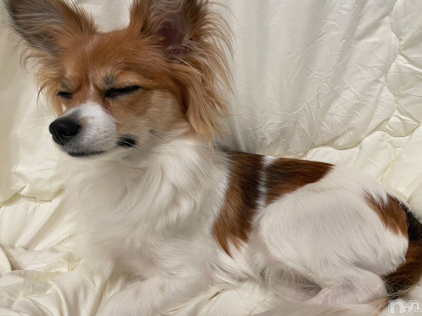 ��ˬ����Х��顦����֥���� �ץ���� ��ˬ(����� �ץ���� ����) ��2025ǯ3��21���̥�֥�����⚡️��