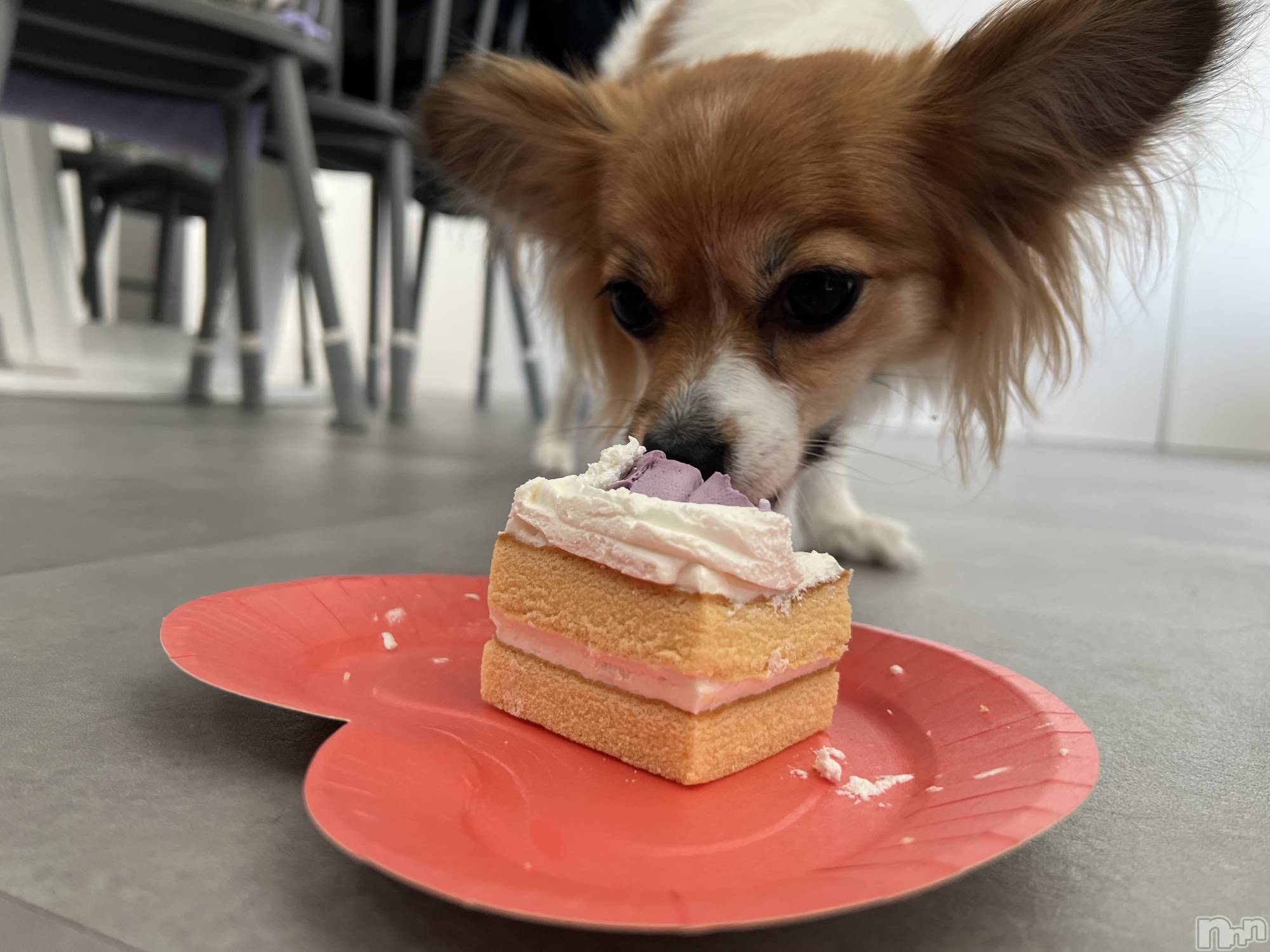 ��ˬ����Х��顦����֥���� �ץ���� ��ˬ(����� �ץ���� ����) ��2025ǯ3��27���̥�֥�����🌺��