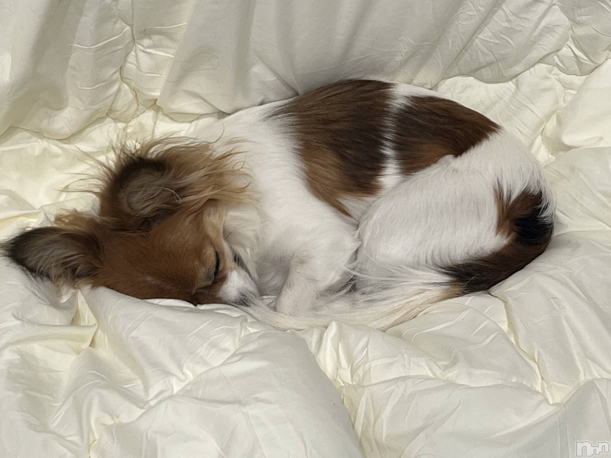 ��ˬ����Х��顦����֥���� �ץ���� ��ˬ(����� �ץ���� ����) ��2025ǯ3��27���̥�֥�����🍀��