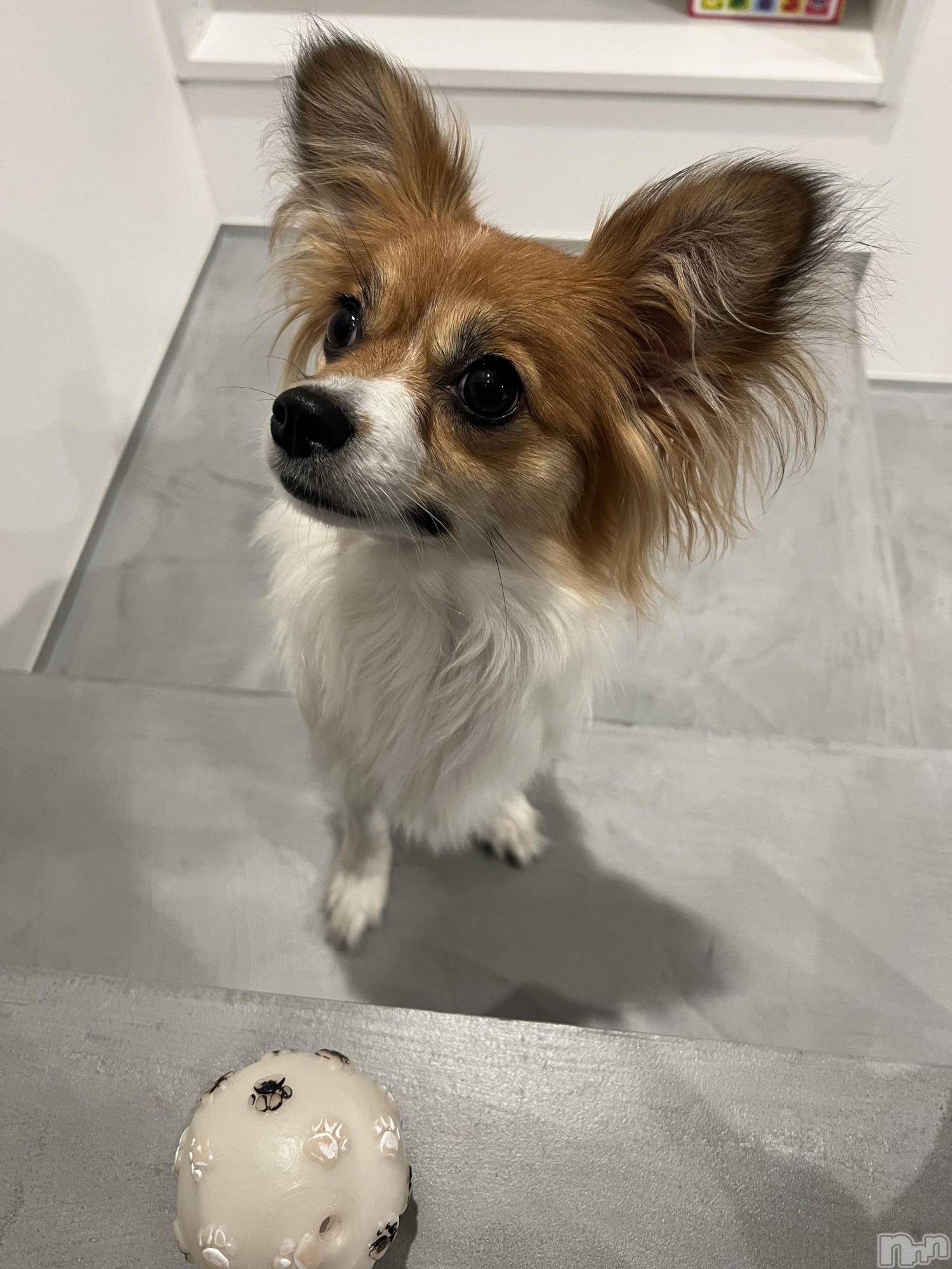 ��ˬ����Х��顦����֥���� �ץ���� ��ˬ(����� �ץ���� ����) ��2025ǯ4��7���̥�֥�����🌸��