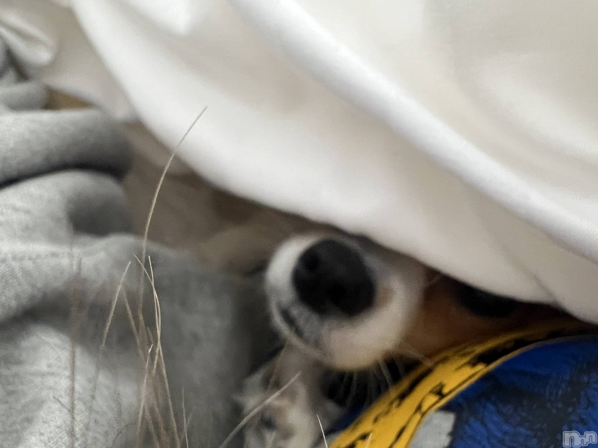 ��ˬ����Х��顦����֥���� �ץ���� ��ˬ(����� �ץ���� ����) ��2025ǯ4��11���̥�֥�����💋��