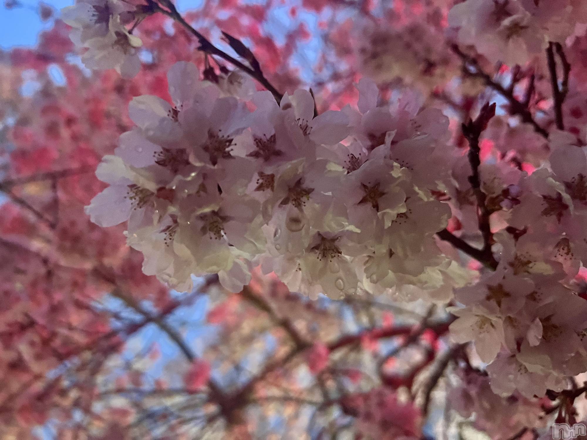 ��ˬ����Х��顦����֥���� �ץ���� ��ˬ(����� �ץ���� ����) ��2025ǯ4��16���̥�֥�����💋��