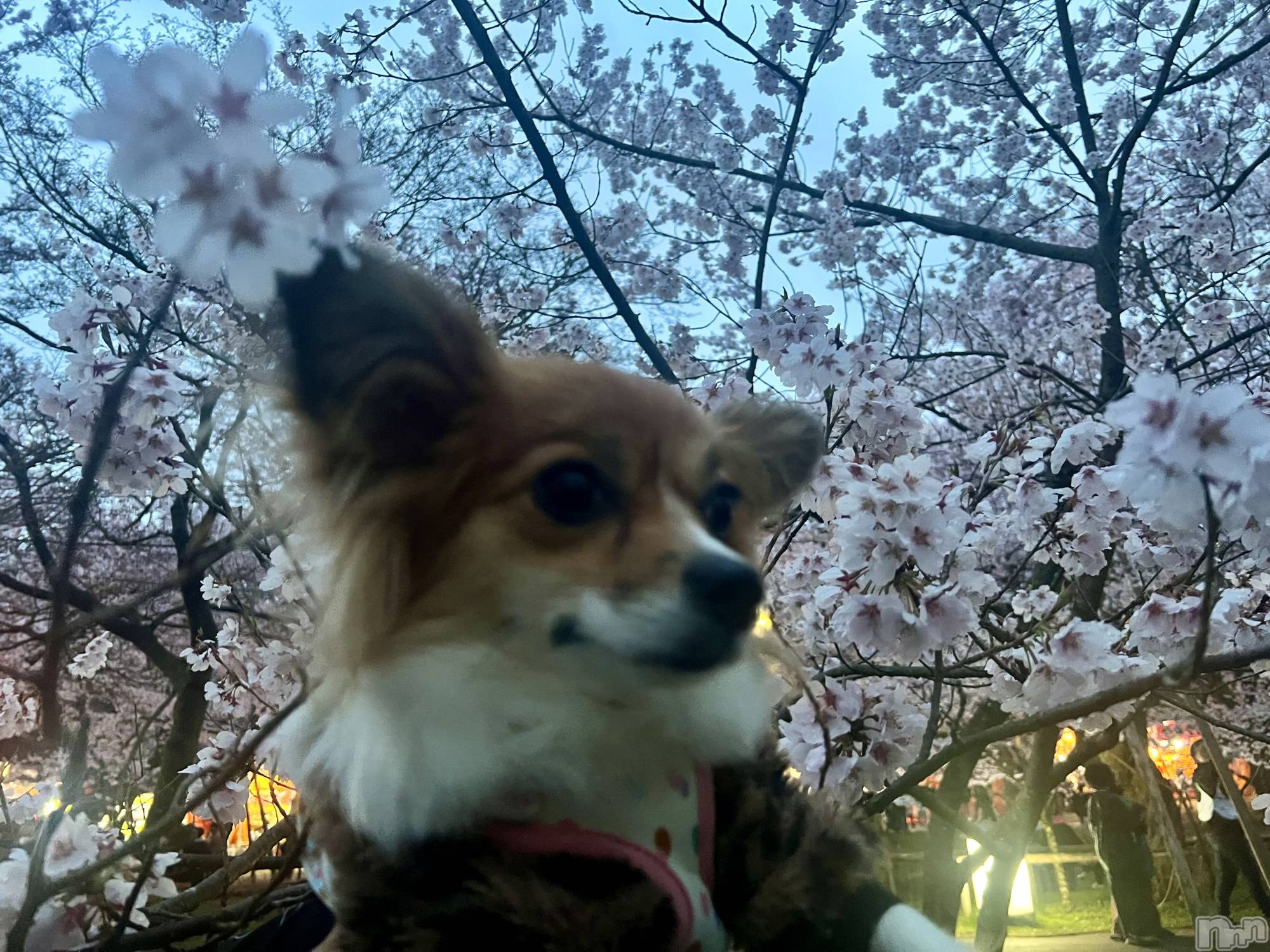 ��ˬ����Х��顦����֥���� �ץ���� ��ˬ(����� �ץ���� ����) ��2025ǯ4��17���̥�֥�����🐼��