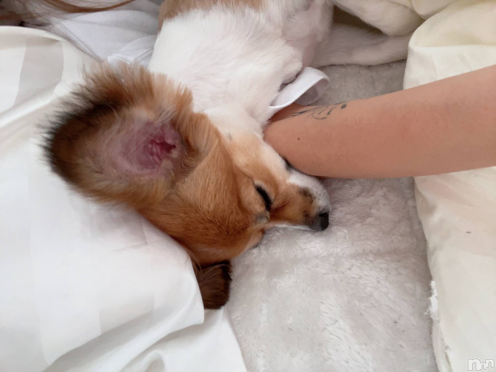 ��ˬ����Х��顦����֥���� �ץ���� ��ˬ(����� �ץ���� ����) ��2025ǯ4��28���̥�֥�����💎��