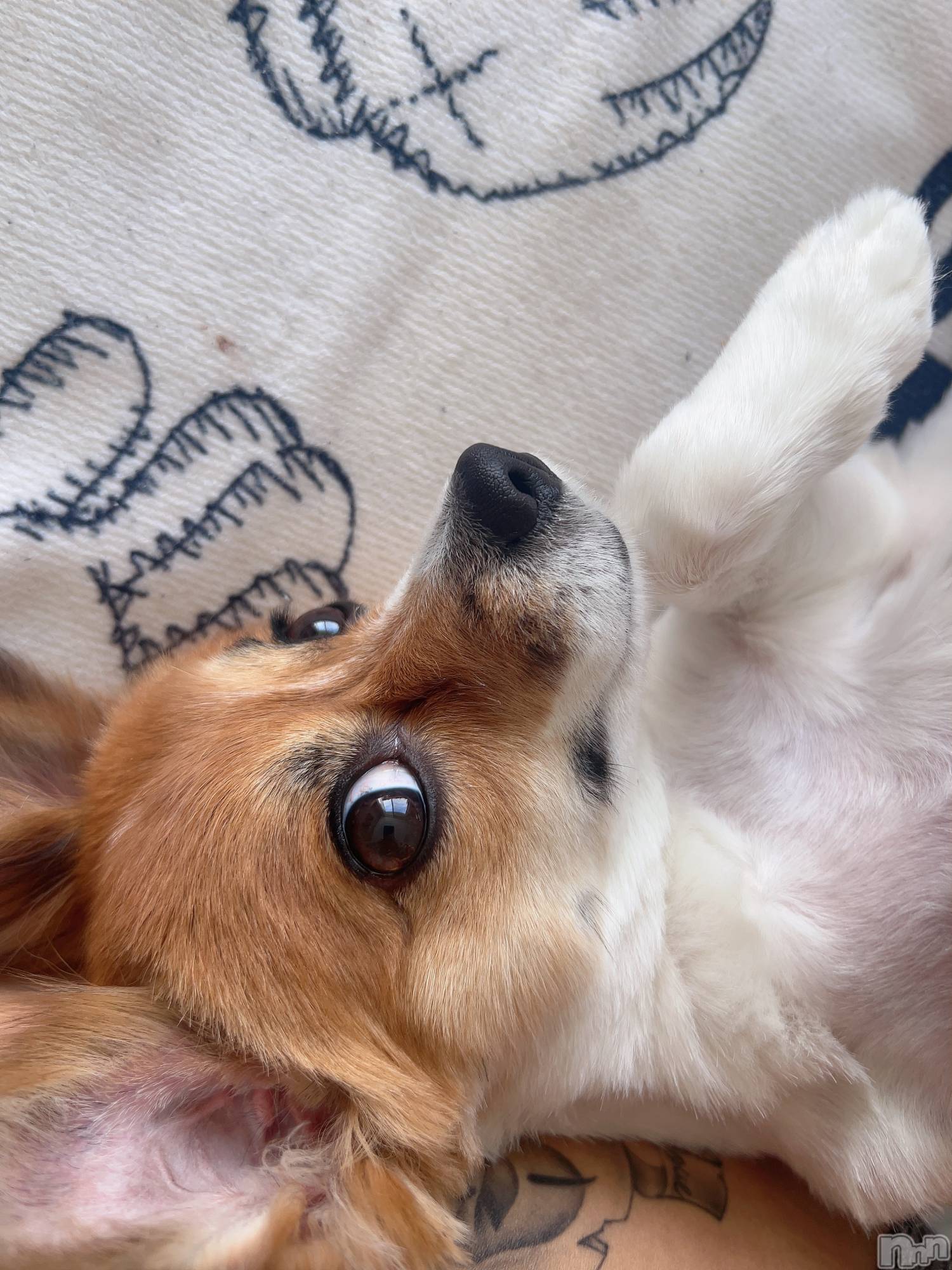 ��ˬ����Х��顦����֥���� �ץ���� ��ˬ(����� �ץ���� ����) ��2025ǯ5��3���̥�֥�����🌺��